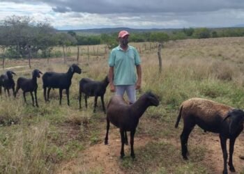 Monte Santo: Comunidade do semiárido vem se desenvolvendo com o fortalecimento da ovinocaprinocultura