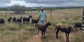 Monte Santo: Comunidade do semiárido vem se desenvolvendo com o fortalecimento da ovinocaprinocultura