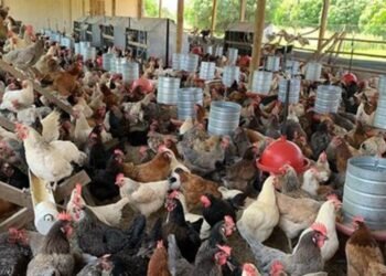 Guanambi: projeto de criação de galinhas caipiras apresenta viabilidade econômico-financeira