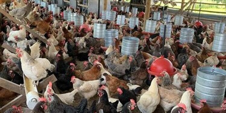 Guanambi: projeto de criação de galinhas caipiras apresenta viabilidade econômico-financeira