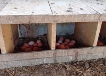 MALHADA DE PEDRAS: Produção de ovos de galinhas caipiras gera renda e transforma a vida de famílias no Sertão Produtivo