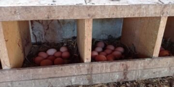 MALHADA DE PEDRAS: Produção de ovos de galinhas caipiras gera renda e transforma a vida de famílias no Sertão Produtivo