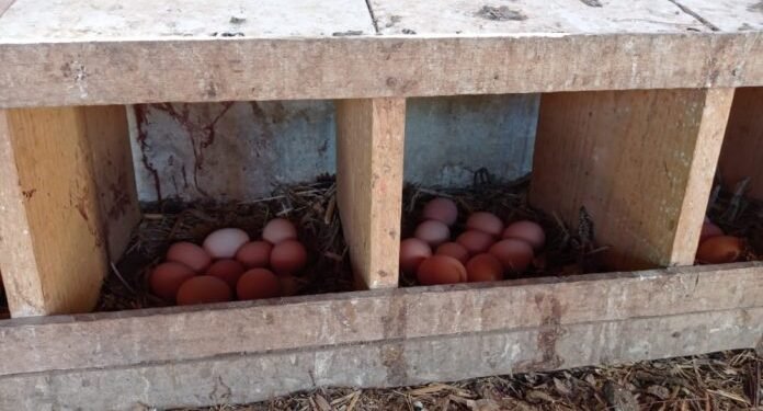 MALHADA DE PEDRAS: Produção de ovos de galinhas caipiras gera renda e transforma a vida de famílias no Sertão Produtivo