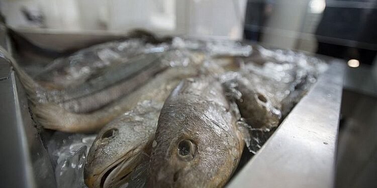 Doença de Haff: especialistas alertam que todo tipo de pescado está sob suspeita