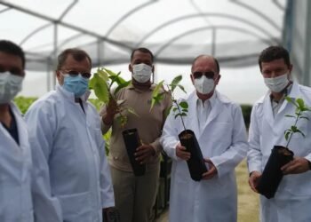 ‘Bahia vai ter novas fronteiras de cacauicultura’, diz João Leão