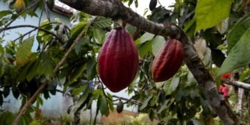 Bahia se consolida como maior produtora de cacau do Brasil