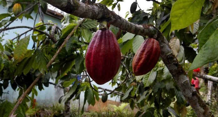Bahia se consolida como maior produtora de cacau do Brasil
