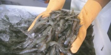 Bahia Pesca lança curso gratuito e online de carcinicultura