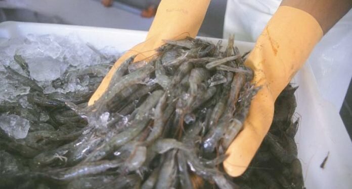 Bahia Pesca lança curso gratuito e online de carcinicultura