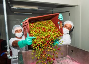 Safra de acerola em Sobradinho deve aumentar até 60%