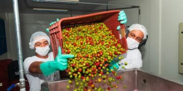 Safra de acerola em Sobradinho deve aumentar até 60%