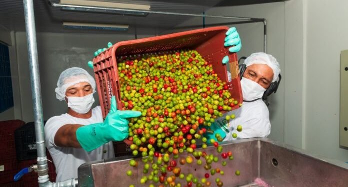Safra de acerola em Sobradinho deve aumentar até 60%
