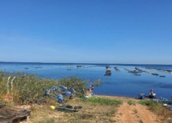 Filé de tilápia a vácuo é aposta de cooperativa em Sobradinho