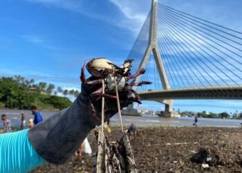 Após o resgate de milhares, caranguejos ainda estão fora do mangue em Ilhéus