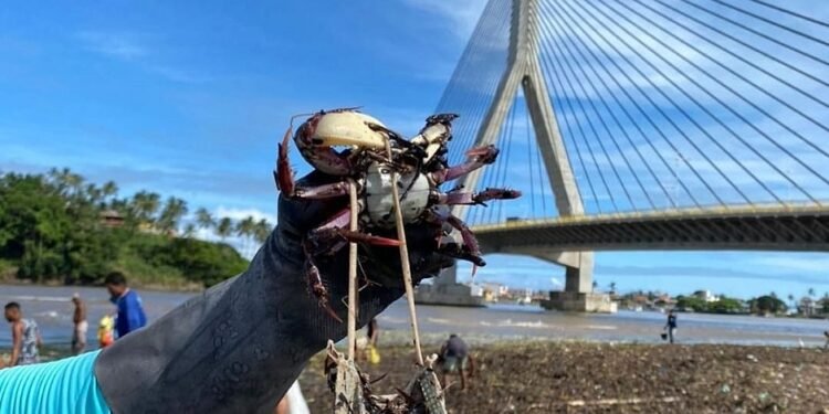 Após o resgate de milhares, caranguejos ainda estão fora do mangue em Ilhéus