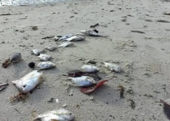 Peixes são encontrados mortos e pescadores enfrentam prejuízos