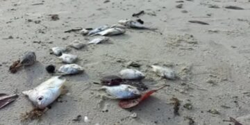 Peixes são encontrados mortos e pescadores enfrentam prejuízos