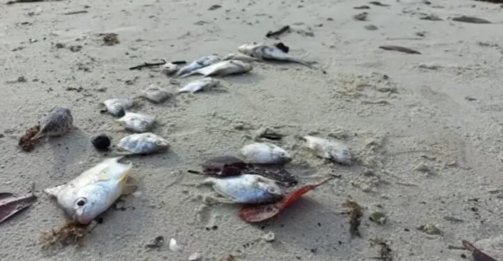 Peixes são encontrados mortos e pescadores enfrentam prejuízos