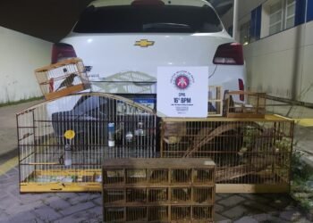 Transporte de aves silvestres é interrompido pelo 16º BPM