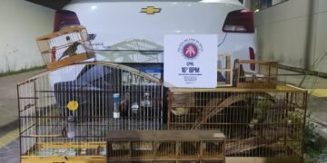 Transporte de aves silvestres é interrompido pelo 16º BPM