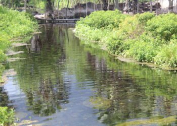 Projeto de recuperação de nascentes apoiado pela ENGIE recebe Selo Aliança Pelas Águas Brasileiras