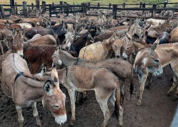 MP aciona empresa para que suspenda abate de jumentos na Bahia