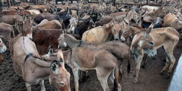 MP aciona empresa para que suspenda abate de jumentos na Bahia