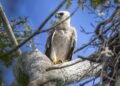 Extremamente rara, maior águia das Américas é fotografada no sul da Bahia