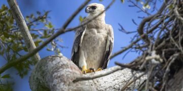 Extremamente rara, maior águia das Américas é fotografada no sul da Bahia