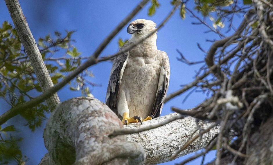 Extremamente rara, maior águia das Américas é fotografada no sul da Bahia