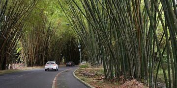 Bambuzal do Aeroporto de Salvador passará por revitalização que custará R$ 900 mil