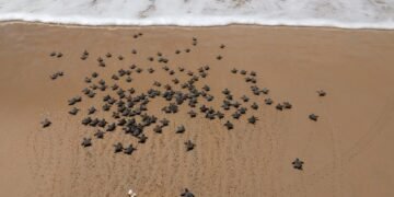 Novo centro de reabilitação de tartarugas será construído no sul da Bahia