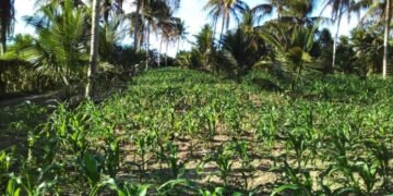 Produção de coco cresce 450% em comunidade rural de Acajutiba