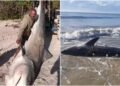 Tubarão ‘gigante’ é encontrado morto no litoral da Bahia