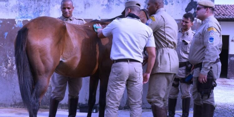 Curso de Socorrismo Equino é promovido para Cavalaria de FSA