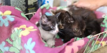 Esquadrão Falcão lança campanha do agasalho para animais