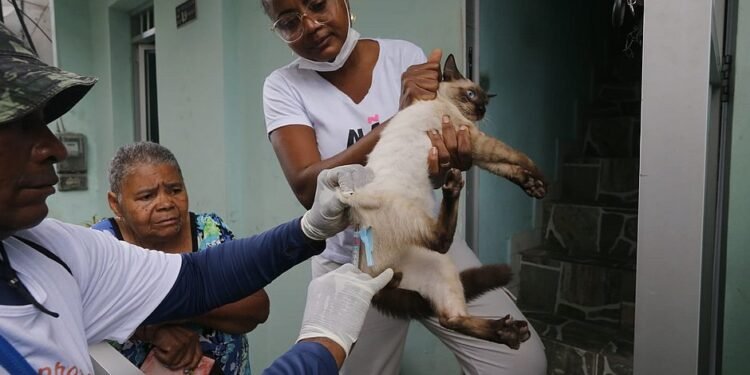 Campanha de vacinação antirrábica: pets são vacinados de graça e sem sair de casa