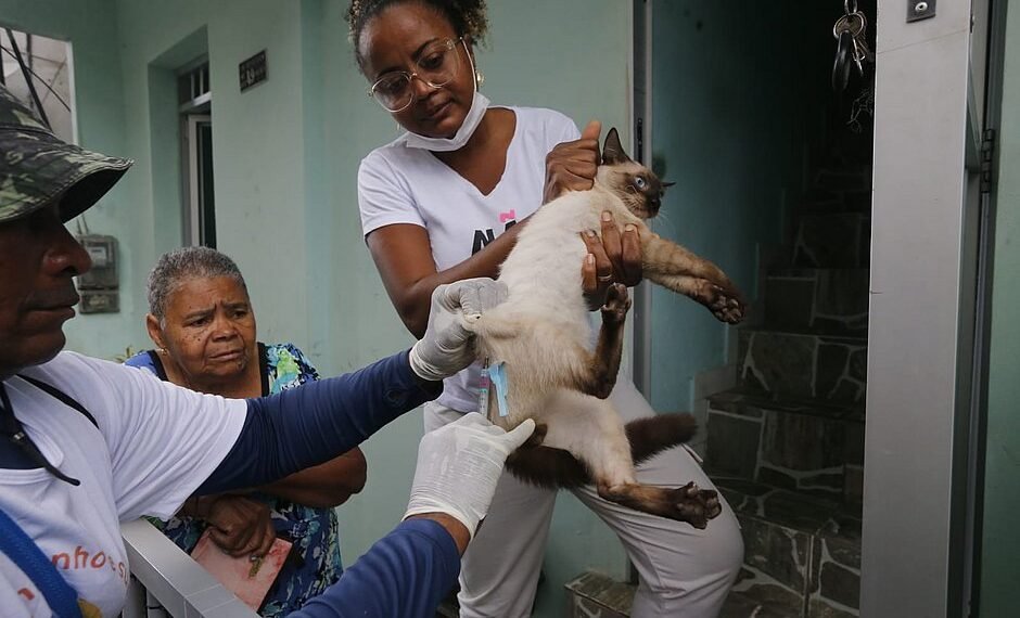 Campanha de vacinação antirrábica: pets são vacinados de graça e sem sair de casa