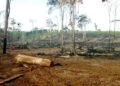 Bahia é estado com maior área desmatada no primeiro trimestre de 2022