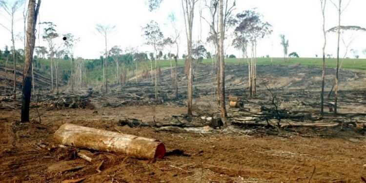 Bahia é estado com maior área desmatada no primeiro trimestre de 2022