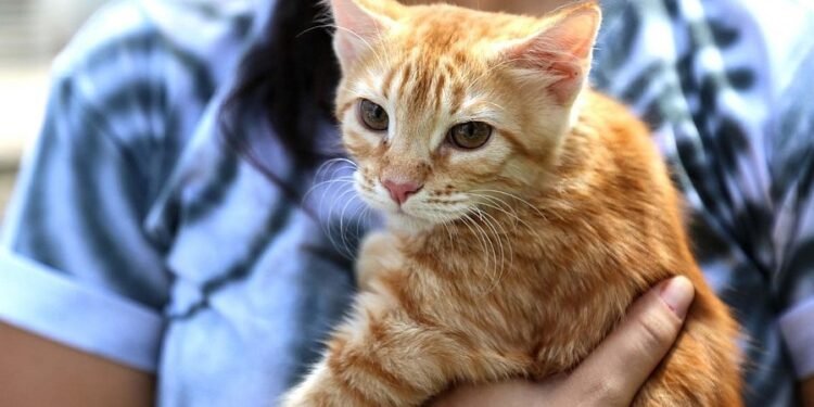 Portaria permite presença de cães e gatos em estabelecimentos comerciais de Salvador