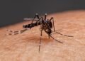 Bahia registra aumento no número de dengue, Chikungunya e Zika em 2022