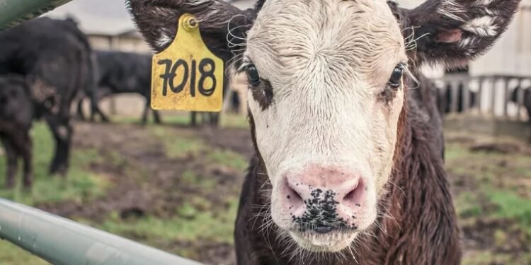 Salvador registra dois casos de doença da vaca louca esse mês