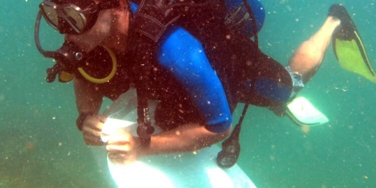 Wilson Sons realizará nova edição do Praia Limpa, no Porto da Barra, neste sábado