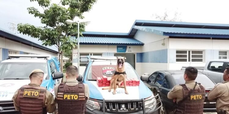 Cão farejador da PM acha 40 kg de maconha enterrados em Barreiras
