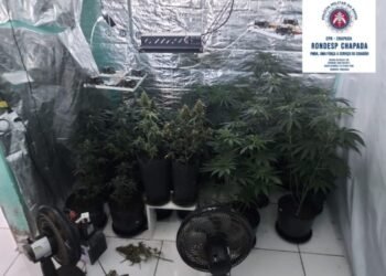 Rondesp Chapada desmancha laboratório de haxixe no interior