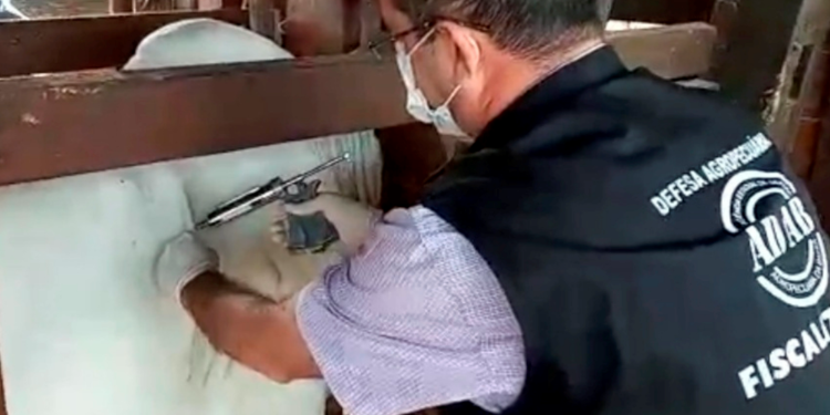 Bahia quer vacinar mais de 12 milhões de animais contra febre aftosa