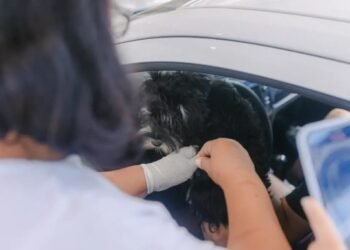 Prefeitura promove vacinação animal antirrábica; Confira cronograma