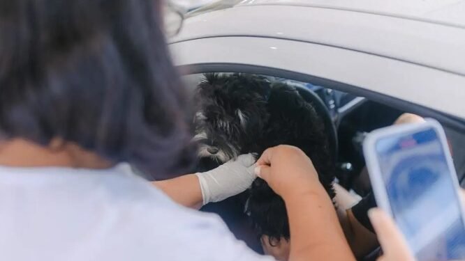 Prefeitura promove vacinação animal antirrábica; Confira cronograma