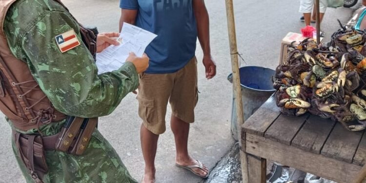 Cippa de Porto Seguro resgata crustáceos capturados irregularmente